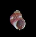 Tricolia&nbsp;punctura